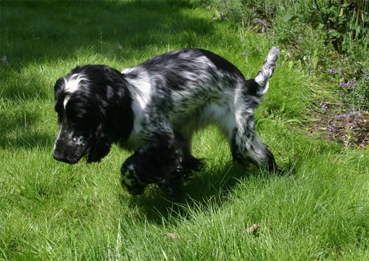 Cocker spaniel Mika - På jagt efter sokken :) billede 12