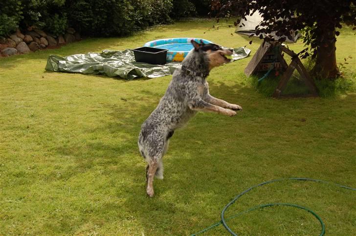 Australsk cattledog Pargus - Flyvende hund billede 19