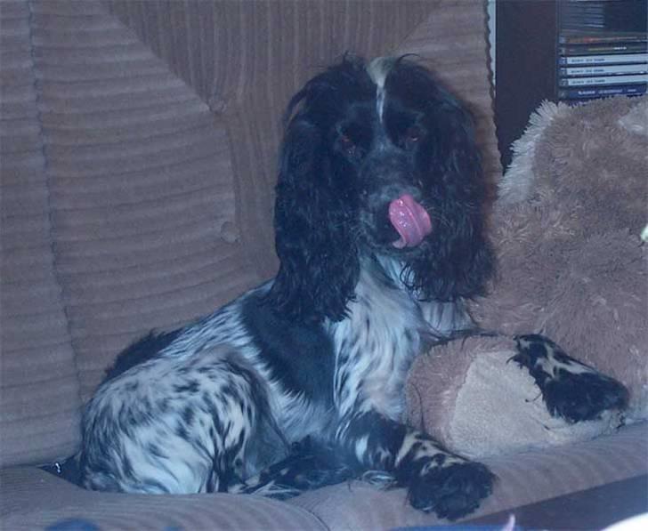 Cocker spaniel Mika - Lille pigen i sofaen :) billede 13