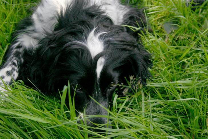 Cocker spaniel Mika - Næsten helt væk i det lange græs :) billede 14
