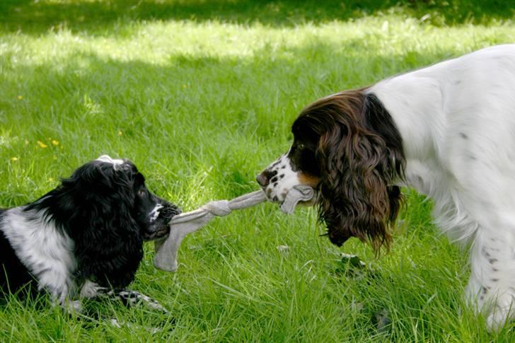 Cocker spaniel Mika - Og så er der slåskamp om sokken :D billede 15