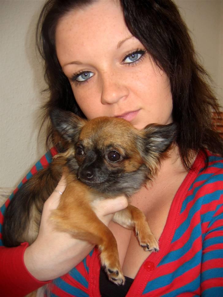 Chihuahua diva - sussi billede 17