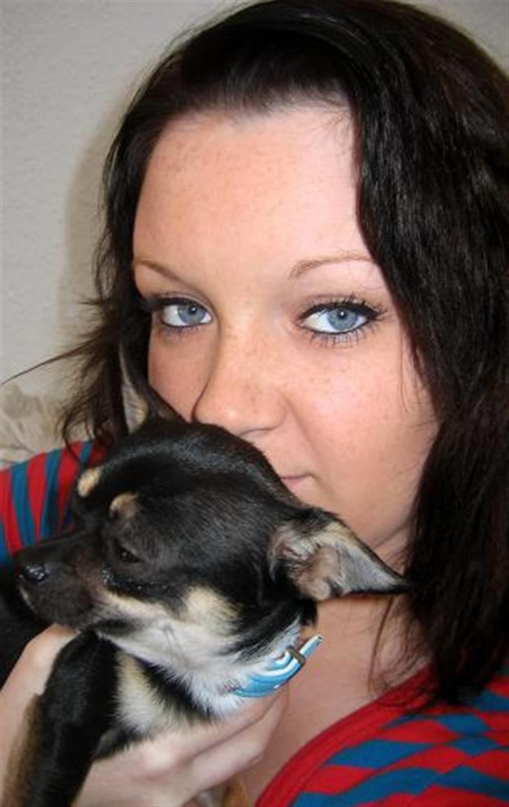 Chihuahua King billede 18