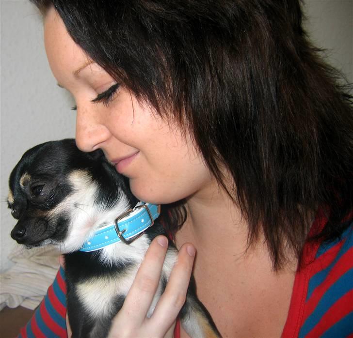 Chihuahua King billede 19