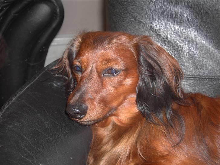 Dværggravhund Trine's Fredi billede 1