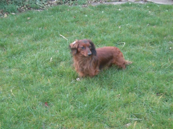 Dværggravhund Trine's Fredi billede 2