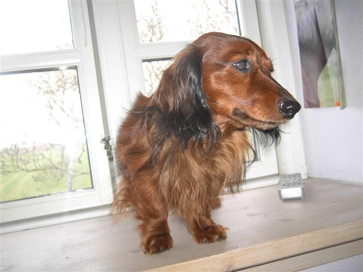 Dværggravhund Trine's Fredi billede 4