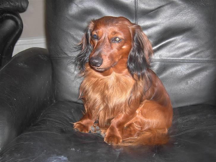 Dværggravhund Trine's Fredi billede 5