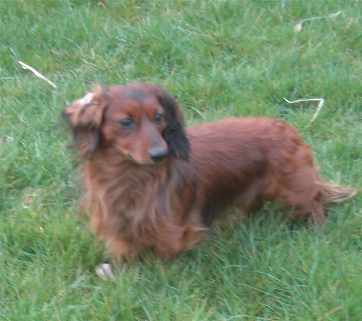 Dværggravhund Trine's Fredi billede 6