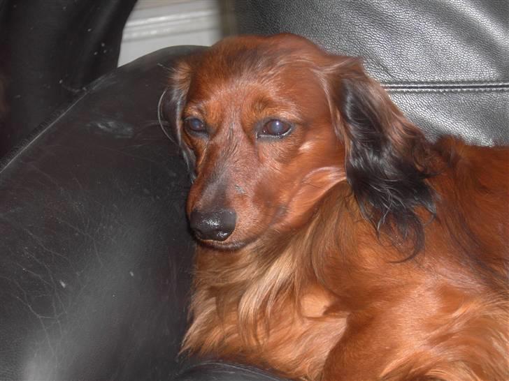 Dværggravhund Trine's Fredi billede 7