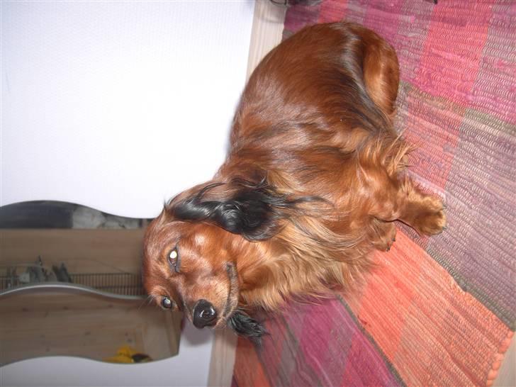 Dværggravhund Trine's Fredi billede 8