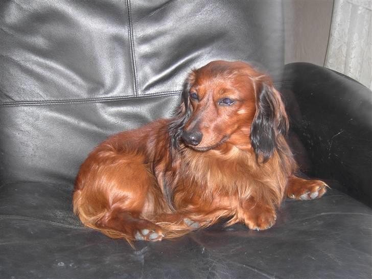 Dværggravhund Trine's Fredi billede 9