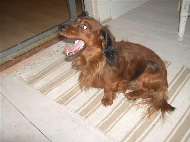 Dværggravhund Trine's Fredi billede 10