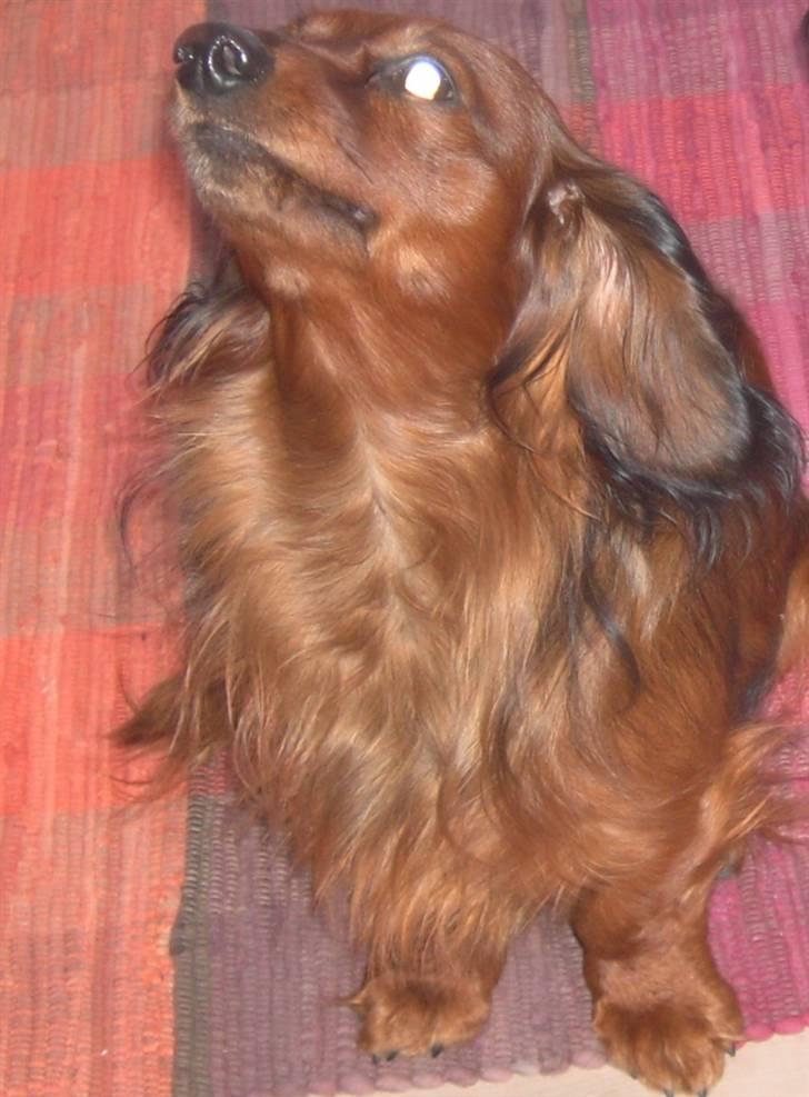 Dværggravhund Trine's Fredi billede 11