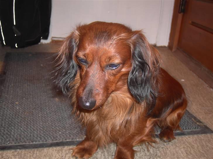 Dværggravhund Trine's Fredi billede 12