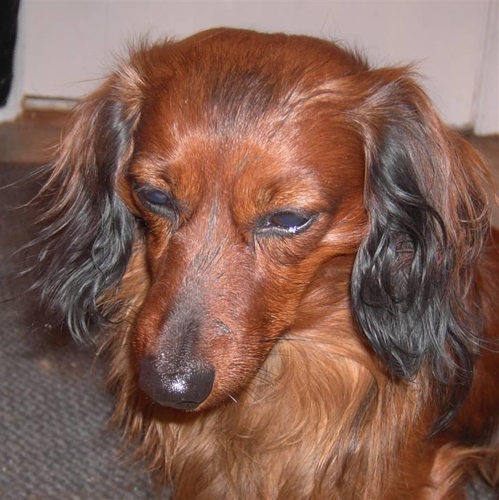 Dværggravhund Trine's Fredi - Kærlighed billede 13