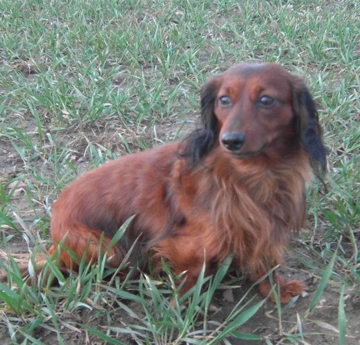 Dværggravhund Trine's Fredi billede 14