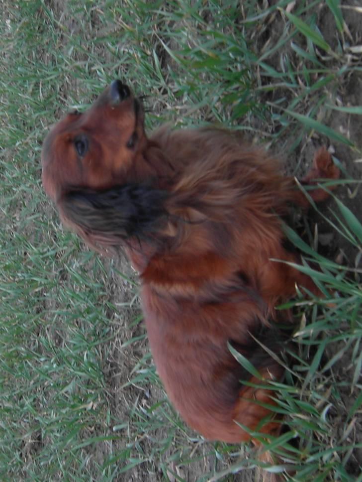 Dværggravhund Trine's Fredi billede 15