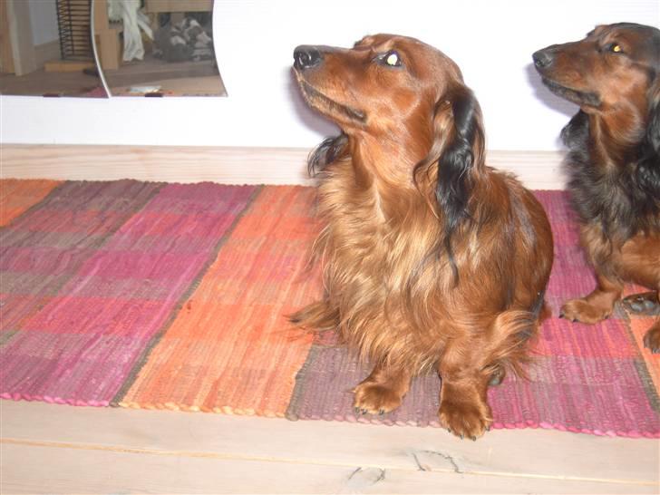 Dværggravhund Trine's Fredi billede 16