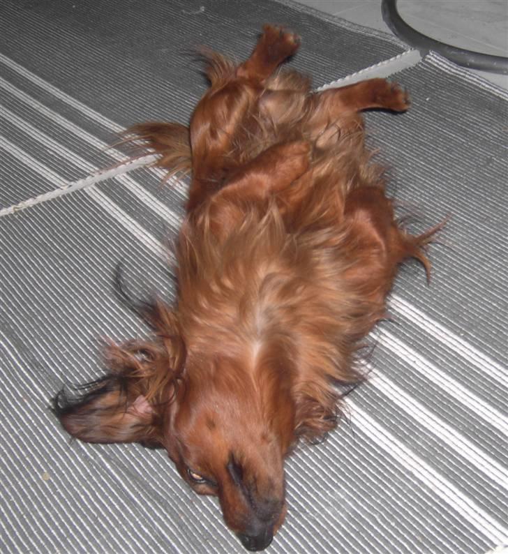 Dværggravhund Trine's Fredi billede 17