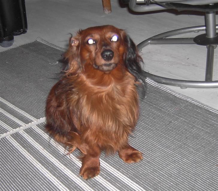 Dværggravhund Trine's Fredi billede 18