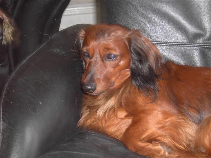 Dværggravhund Trine's Fredi billede 19