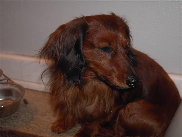 Dværggravhund Trine's Fredi billede 20