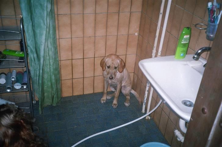 Labrador retriever Zitta billede 7