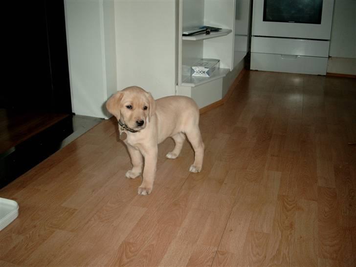 Labrador retriever Zitta billede 8