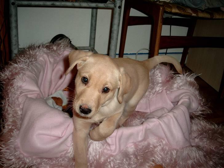 Labrador retriever Zitta billede 9