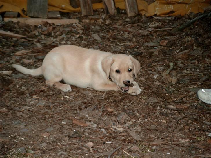 Labrador retriever Zitta billede 10