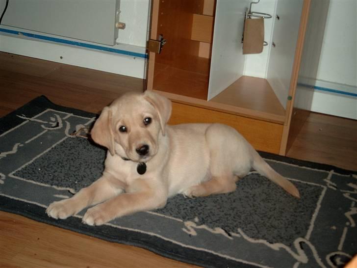 Labrador retriever Zitta billede 11