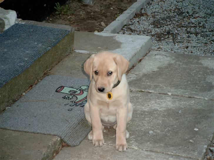 Labrador retriever Zitta billede 12