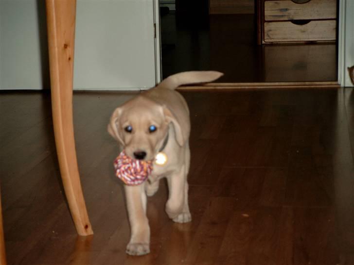 Labrador retriever Zitta billede 13