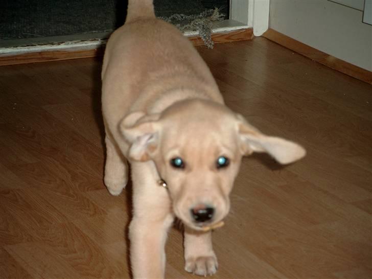 Labrador retriever Zitta billede 14
