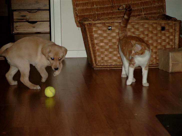 Labrador retriever Zitta billede 15