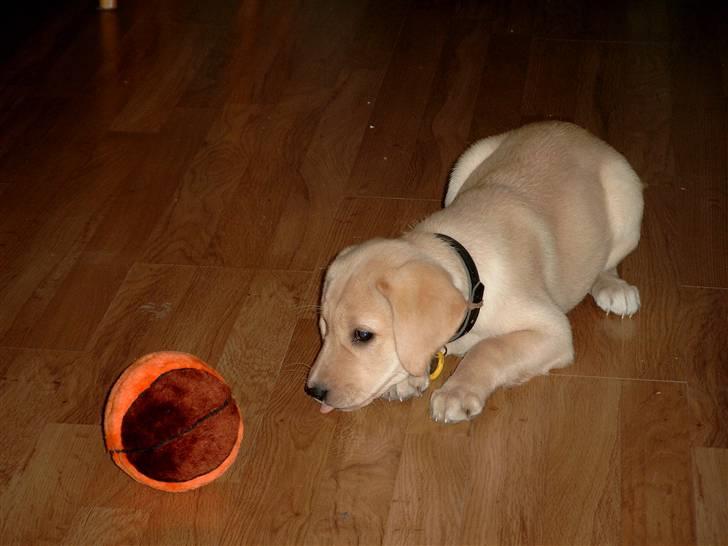 Labrador retriever Zitta billede 16