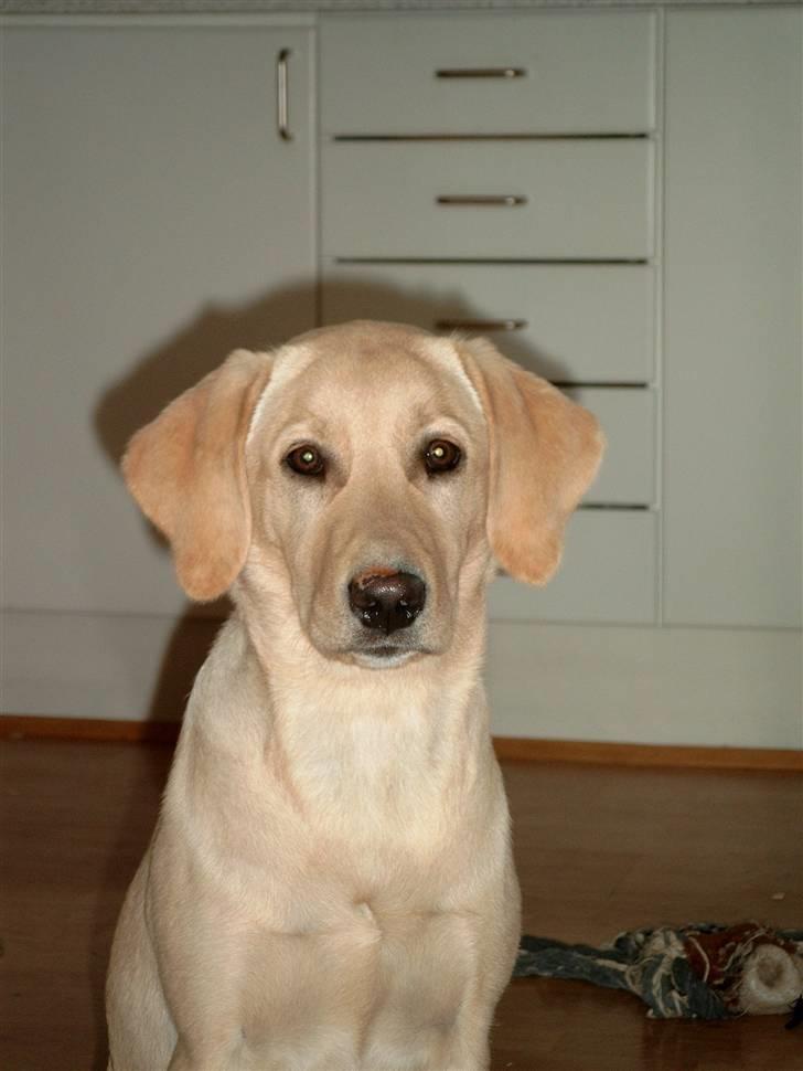 Labrador retriever Zitta billede 17
