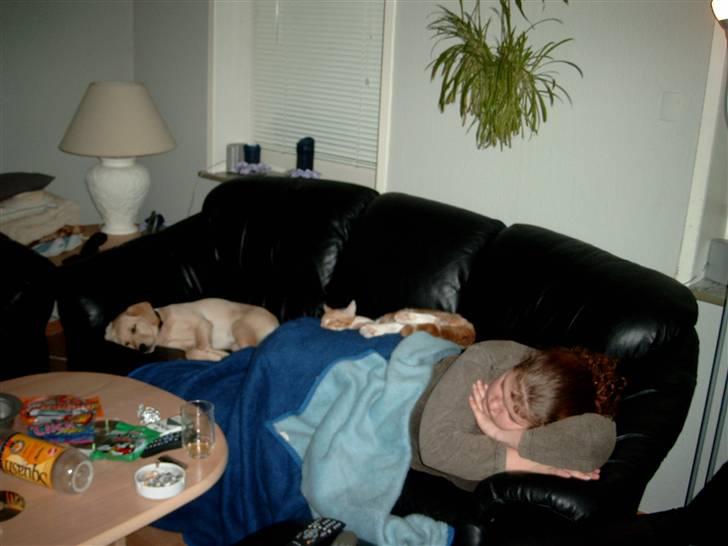 Labrador retriever Zitta billede 18