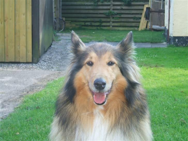 Collie langhåret Cheela R.I.P:( billede 10