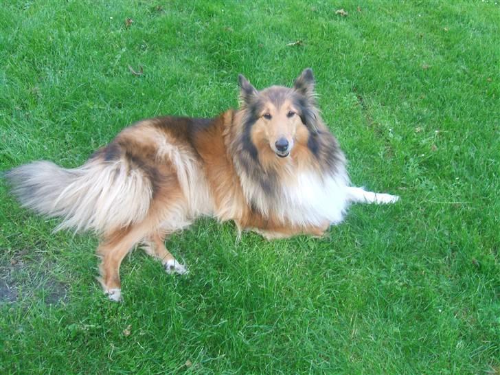 Collie langhåret Cheela R.I.P:( billede 11