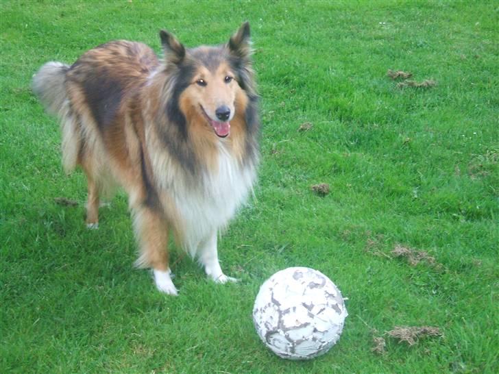 Collie langhåret Cheela R.I.P:( billede 12