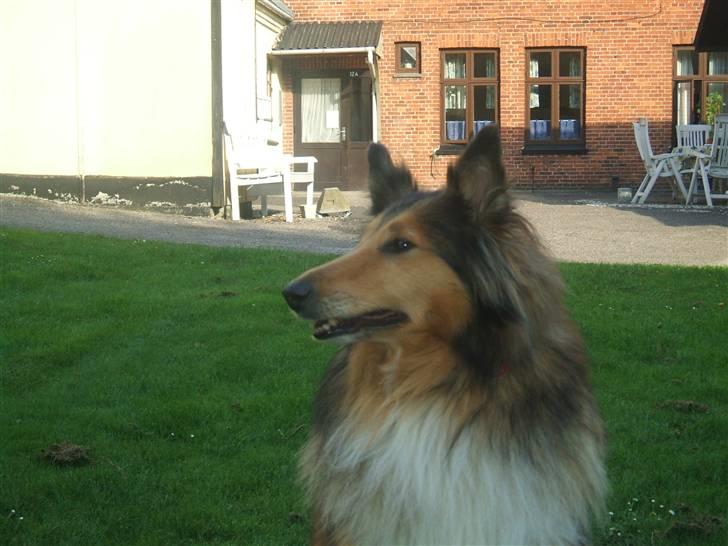 Collie langhåret Cheela R.I.P:( billede 13