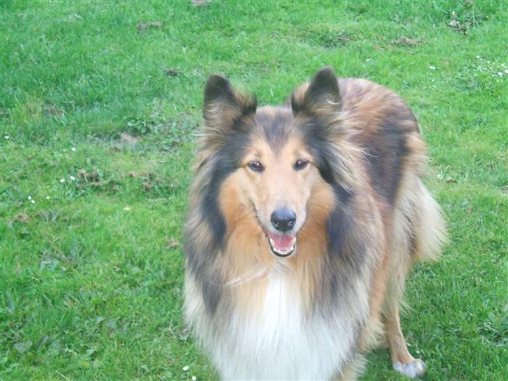 Collie langhåret Cheela R.I.P:( billede 14