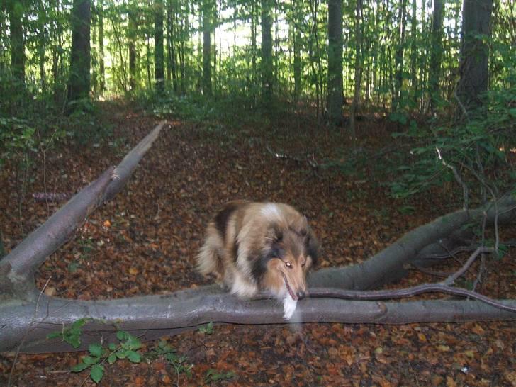 Collie langhåret Cheela R.I.P:( billede 15