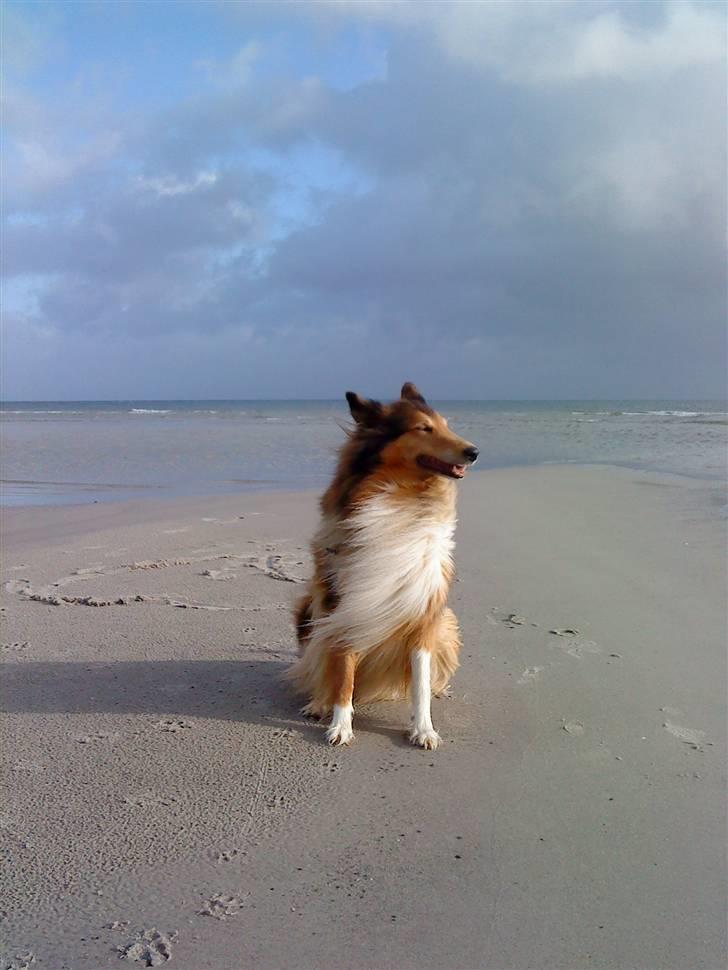 Collie langhåret Cheela R.I.P:( billede 16