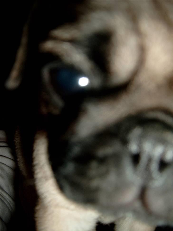 Mops Pearlina billede 11