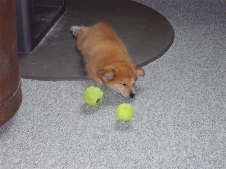 Islandsk fårehund Libell - Man blir træt efter og ha leget:] billede 1