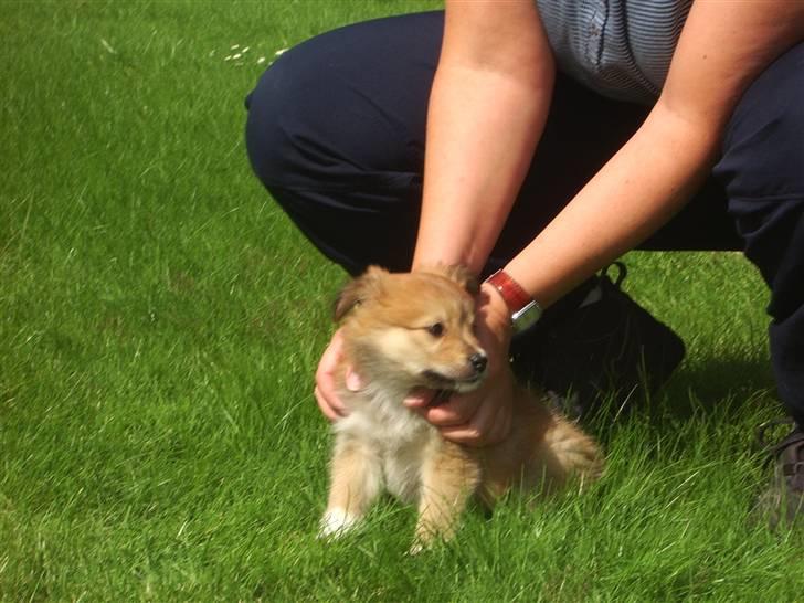 Islandsk fårehund Libell - første dag billede 2