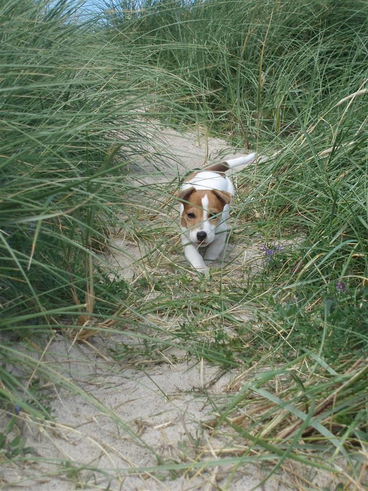 Jack russell terrier Diesel - 19. juli 2007 billede 12